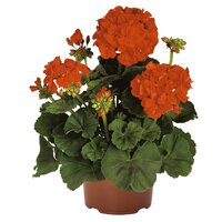 Зональная, кустовая пеларгония (герань) Praludium